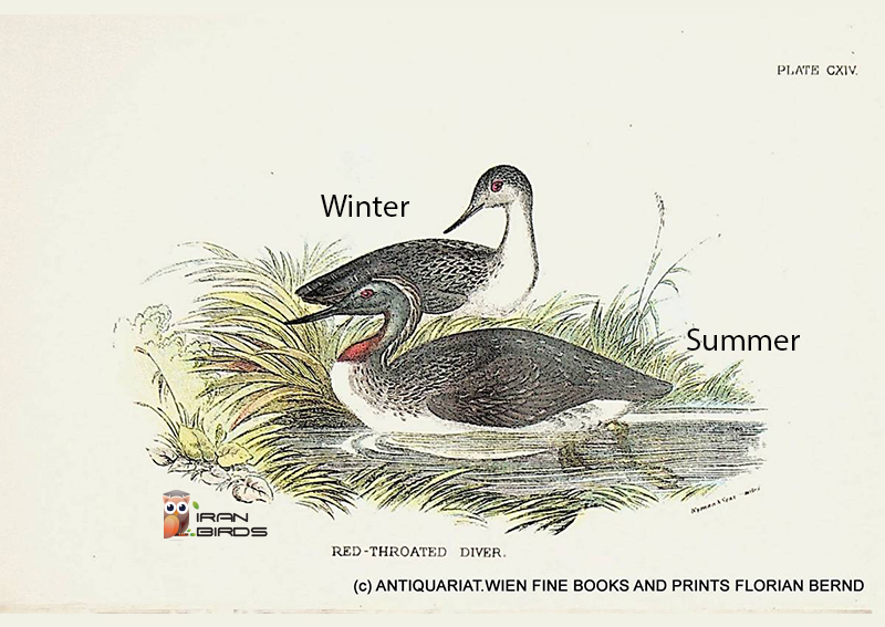 غواص گلو سرخ