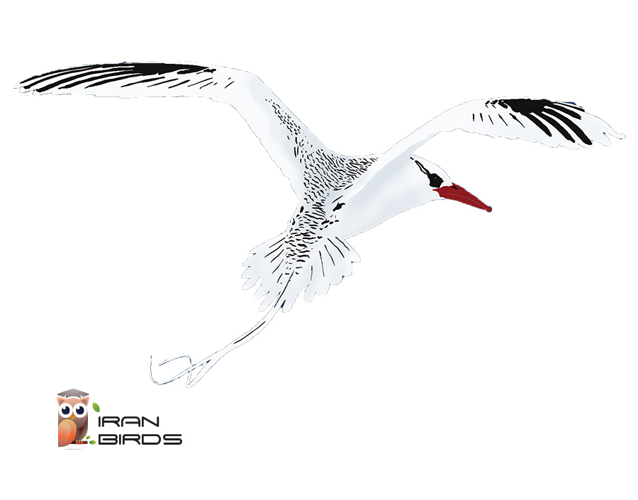 نوک سرخ دریایی