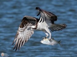 Pandion Haliaetus Photo2 Pandion Haliaetus Photo2