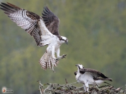 Pandion Haliaetus Photo4 Pandion Haliaetus Photo4