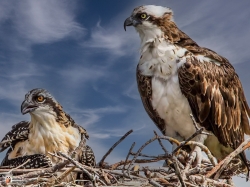 Pandion Haliaetus Photo3 Pandion Haliaetus Photo3