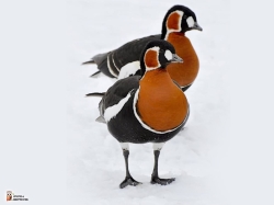 Branta Ruficollis Photo4 Branta Ruficollis Photo4