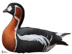 Branta Ruficollis Photo1 Branta Ruficollis Photo1