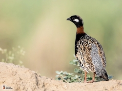 Francolinus Francolinus Photo3