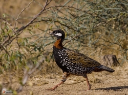 Francolinus Francolinus Photo4