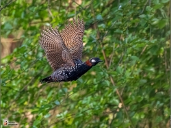 Francolinus Francolinus Photo1