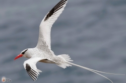 Red Billed Tropicbird4