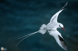 Red Billed Tropicbird2