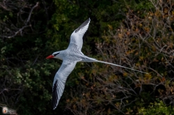 Red Billed Tropicbird 1