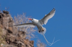 Red Billed Tropicbird3