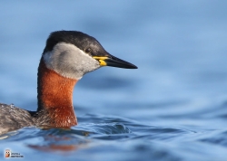 Podiceps Grisegena Photo2 Podiceps Grisegena Photo2