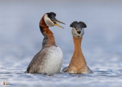 Podiceps Grisegena Photo1 Podiceps Grisegena Photo1