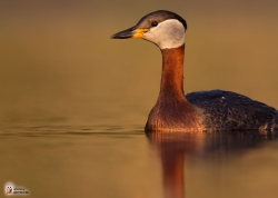 Podiceps Grisegena Photo4 Podiceps Grisegena Photo4