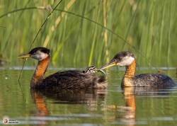 Podiceps Grisegena Phot32 Podiceps Grisegena Phot32