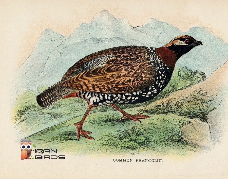 دراج، سیاه خروس قفقازی