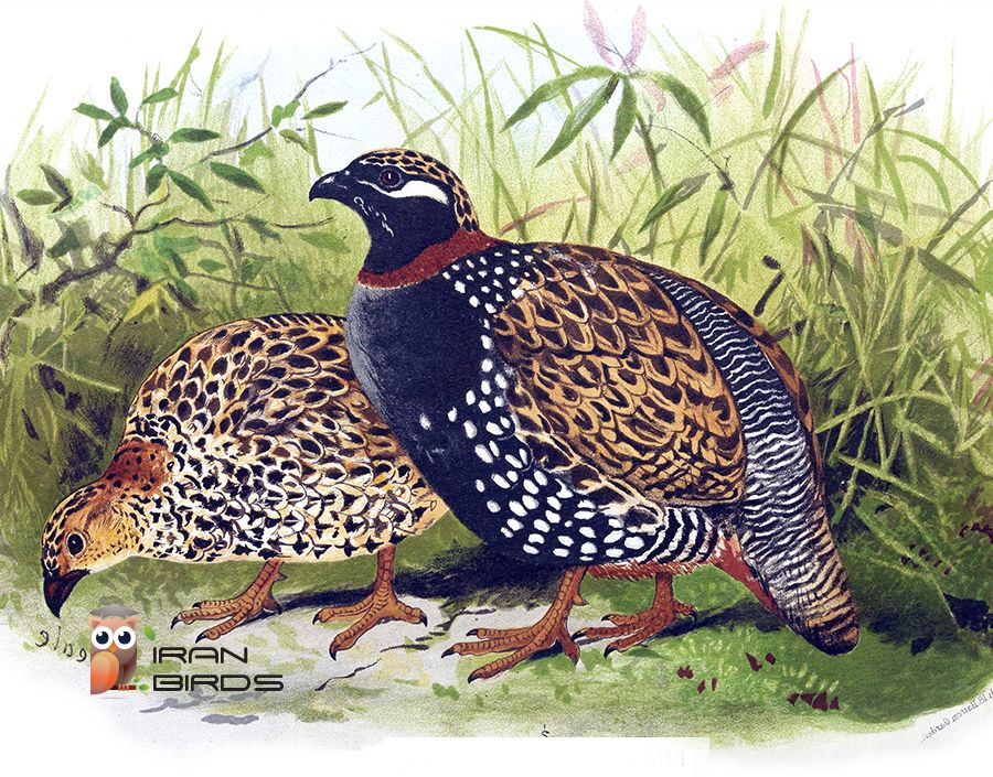 دراج، سیاه خروس قفقازی